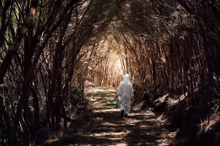 خلايا نحل Manuka Health في ريف Te Awamutu